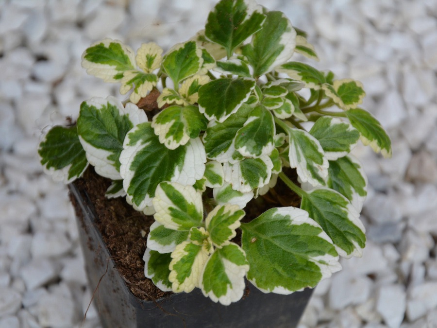 Combien coûte un Plectranthus coleoides ?