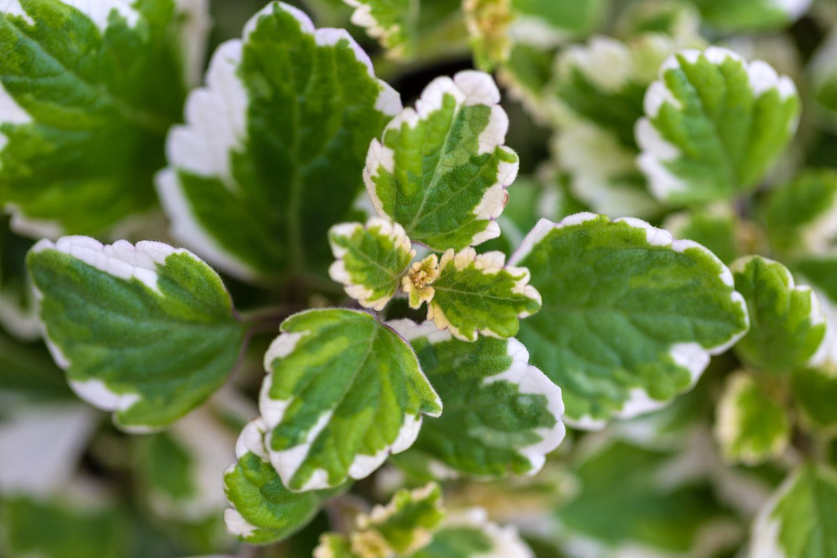 Faut-il fertiliser un plectranthus coleoides ?