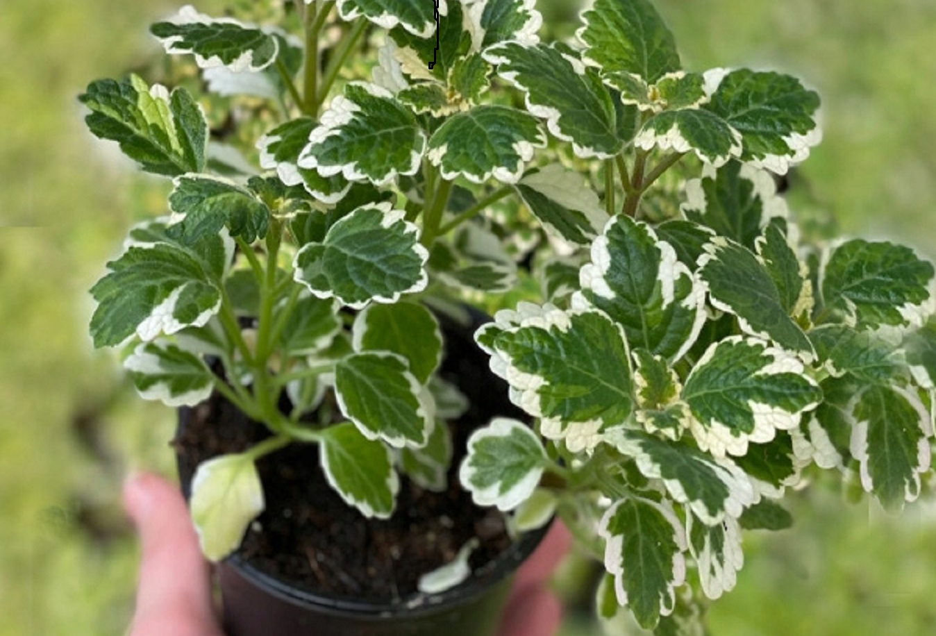 Soin du Plectranthus Coleoides - Apprenez Comment Soigner le Plectranthus Coleoides Variegated.