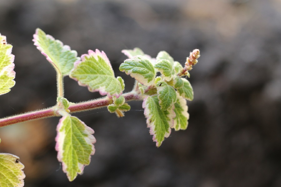 Quel est le meilleur endroit pour un plectranthe coleoides ?