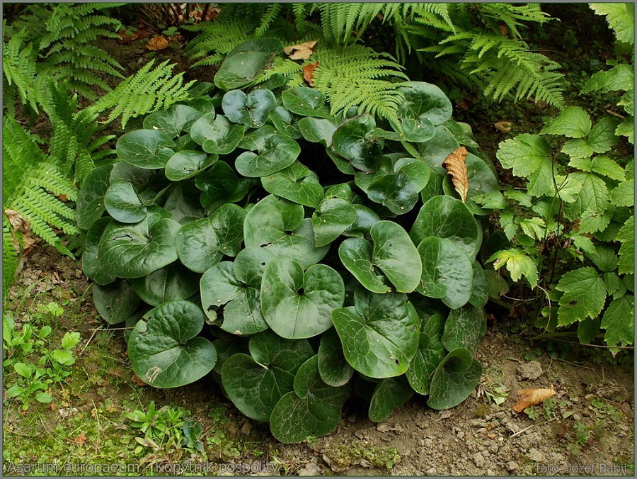 Asarabacca (Asarum europaeum)