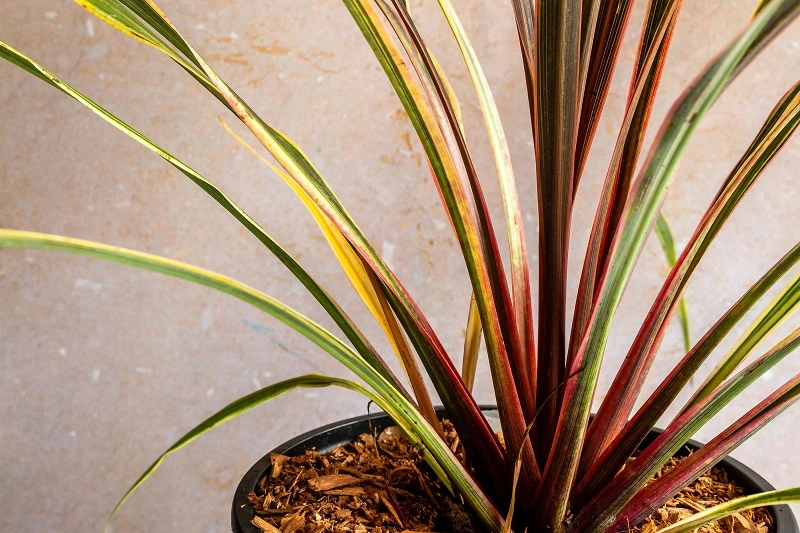 Las variedades de cordyline más populares