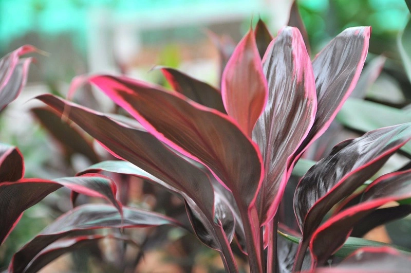 Cordyline - origini e caratteristiche della pianta