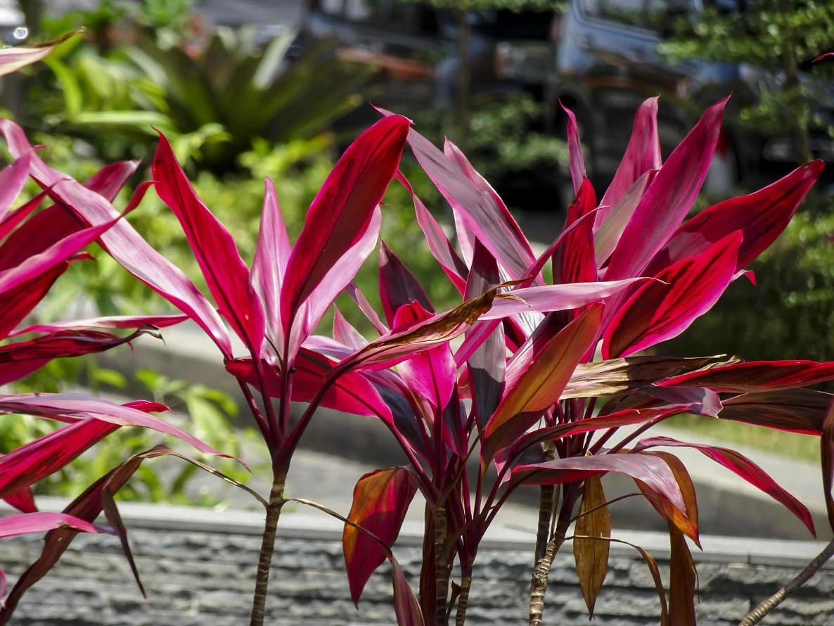 Entretien des Plantes de Cordyline- Caractéristiques, Arrosage, Meilleures Variétés