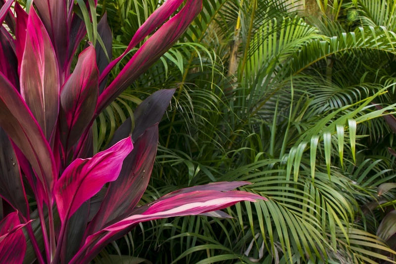 Planta Cordyline - cuidados y necesidades