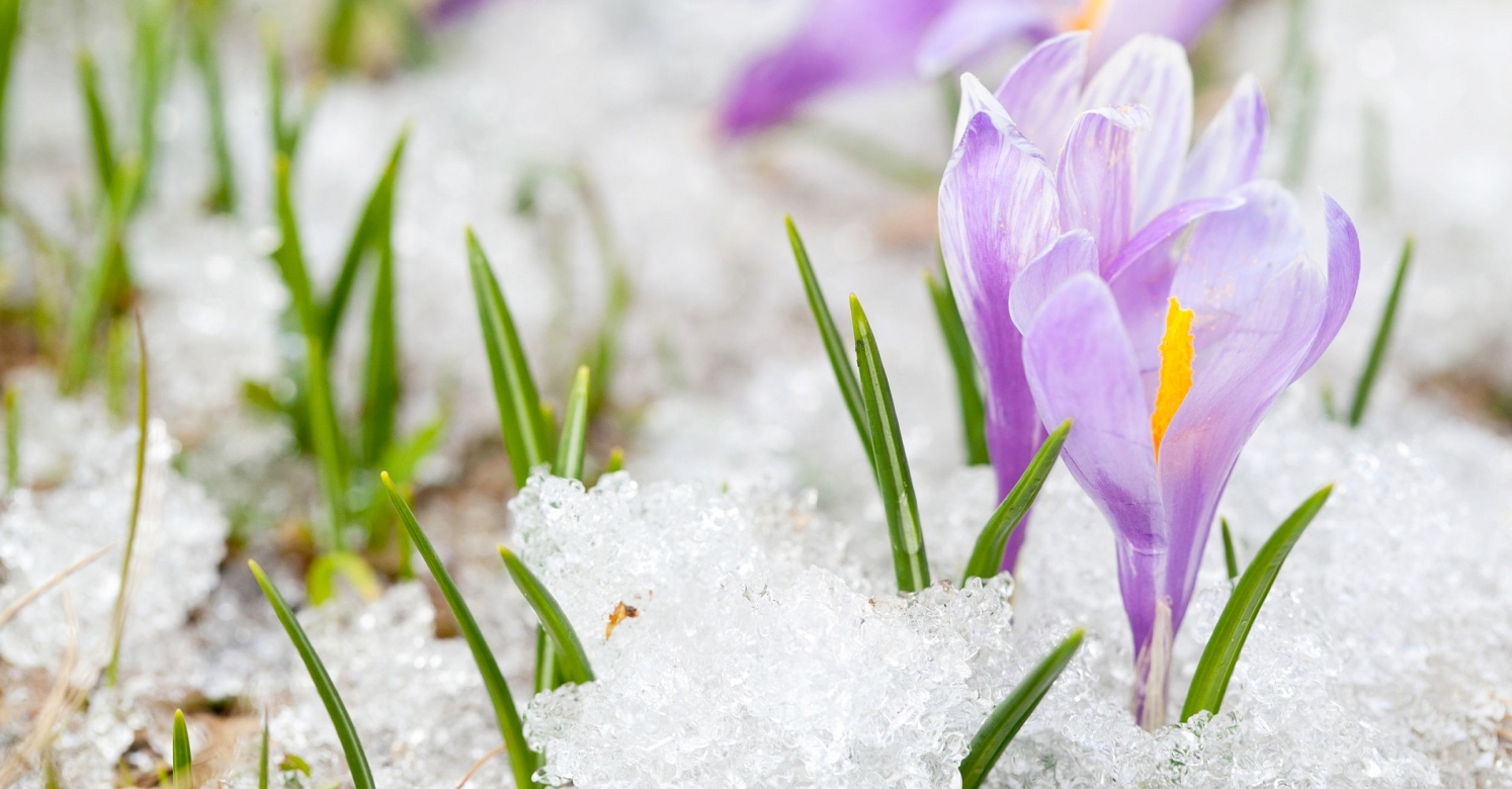 Crocuses - fiori primaverili viola per ravvivare il giardino