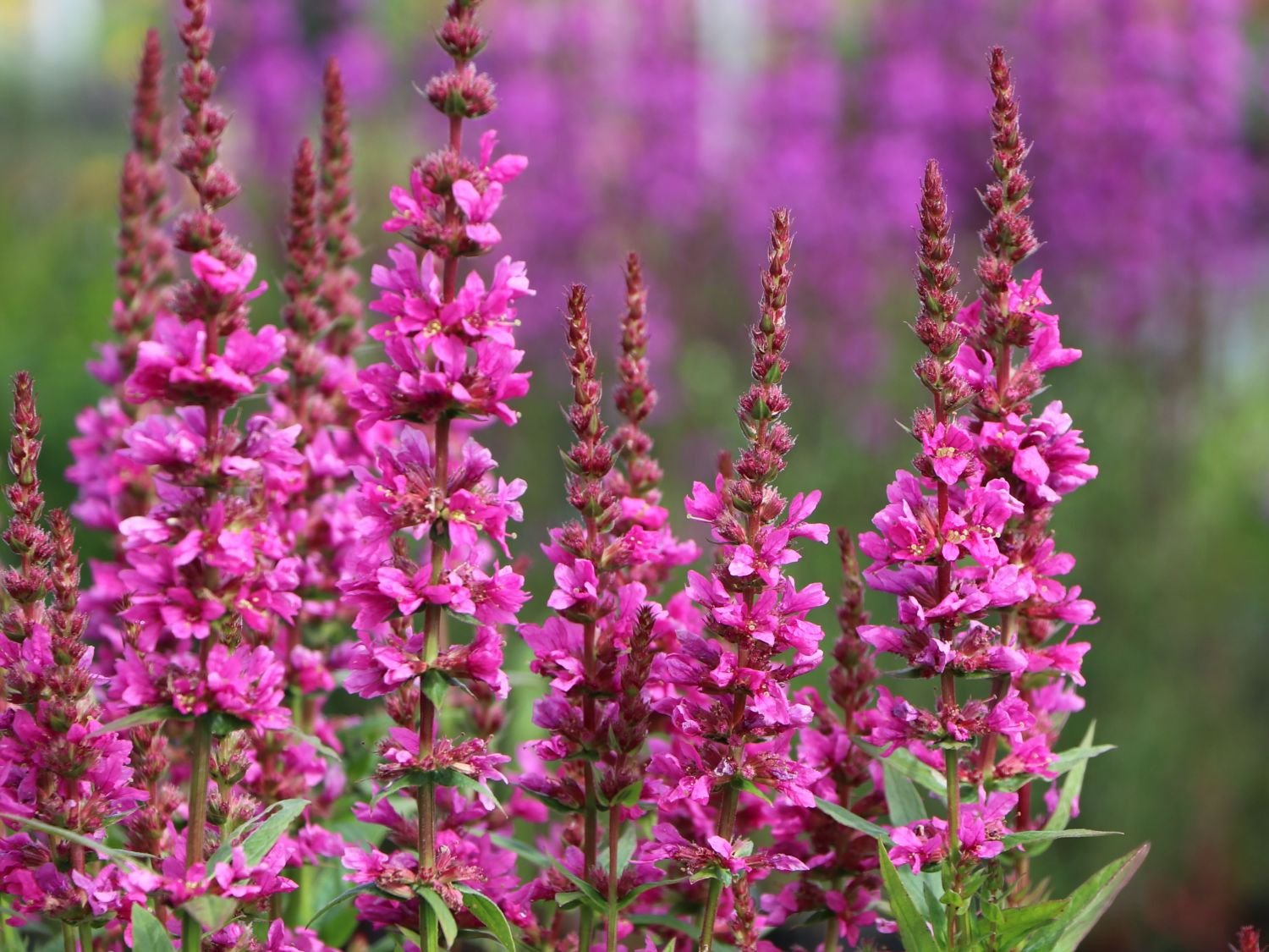 Salicaire pourpre (Lythrum salicaria)