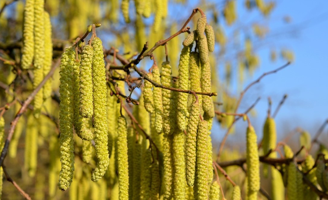 Garden shrubs - Hazel