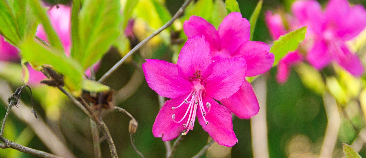 Arbustos de jardín - azalea