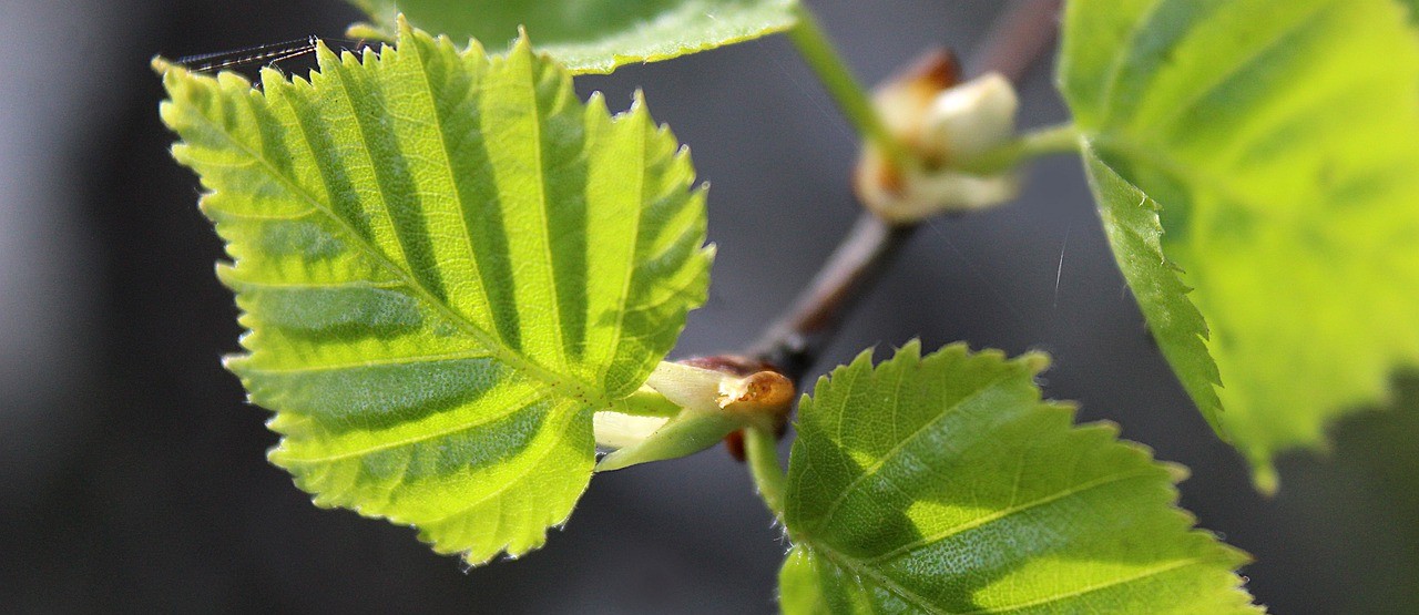 Garden trees - Birch