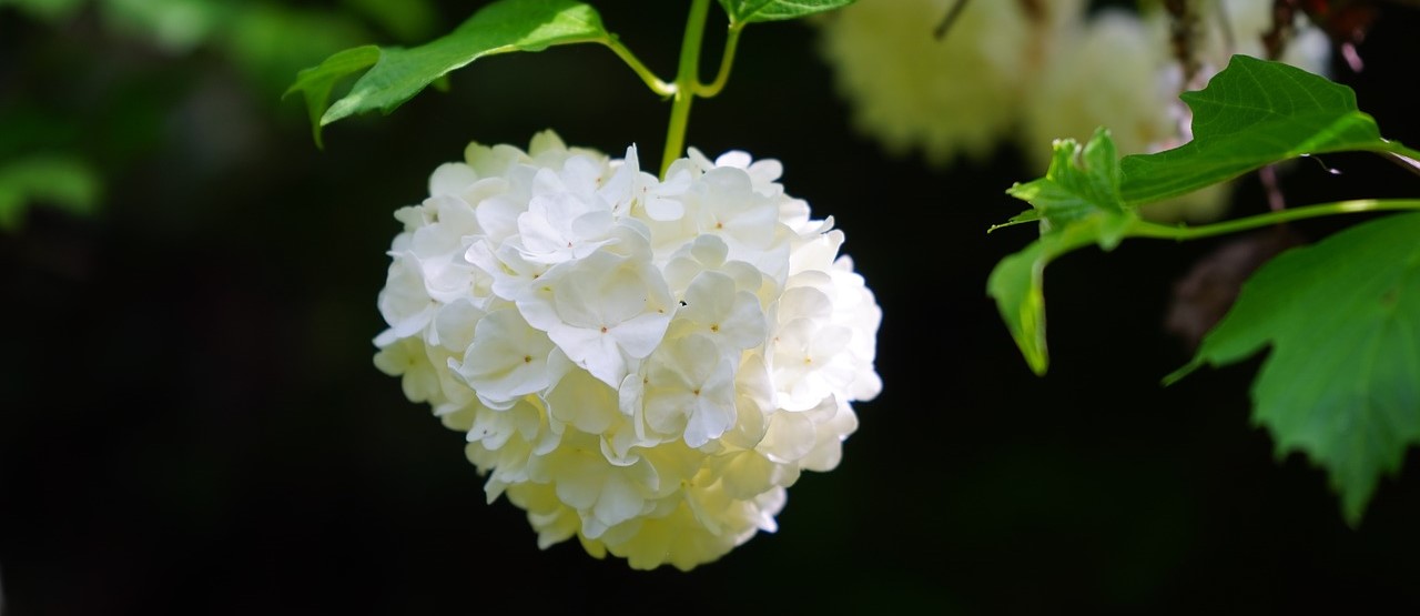 Arbustos ornamentales - Viburnum