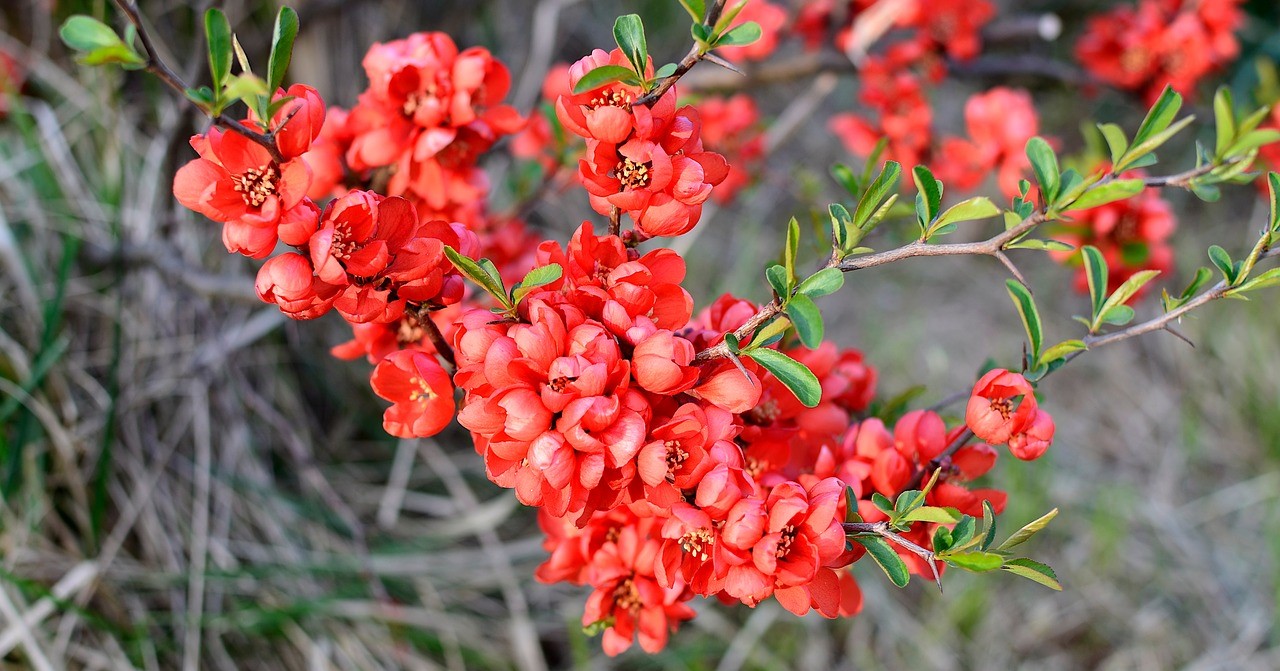 Decorative shrubs - Japanese quince