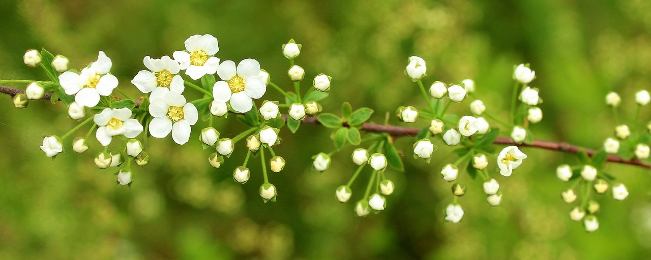 Ornamental shrubs - Japanese meadowsweet