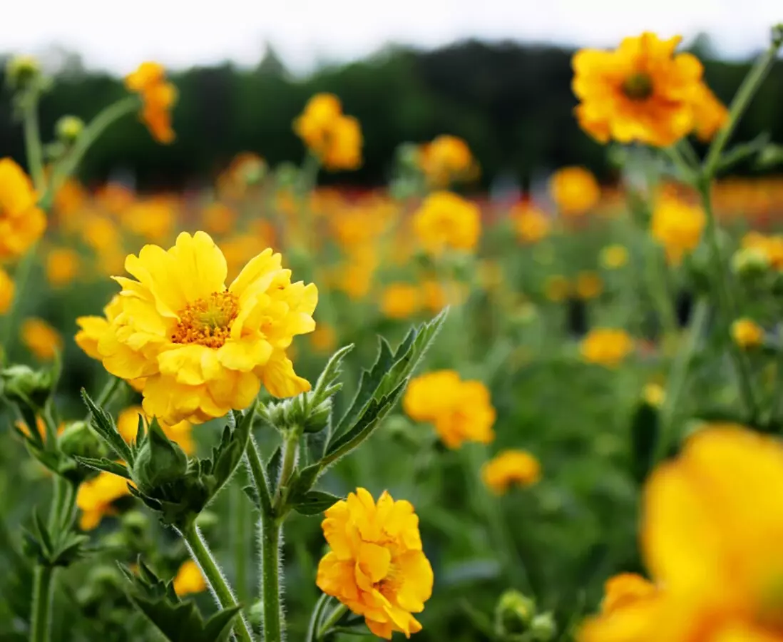 ¿Es el Flores de Geum resistente a las plagas y enfermedades?