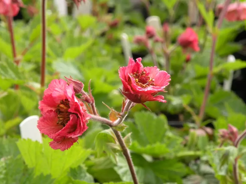 Flores de Geum: ¿qué tipo de planta es y de dónde procede?