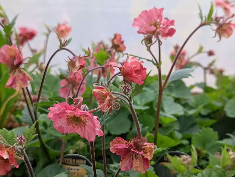 ¿Cómo se plantan las Flores de Geum?