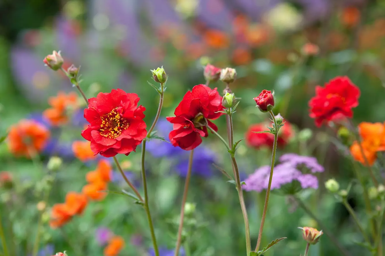 Piante di Geum - Varietà, Colori e Cura dei Fiori di Geum