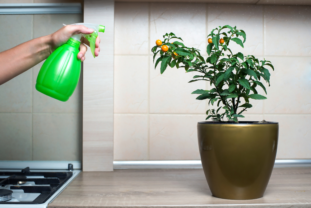 Are plants in the kitchen a good idea?