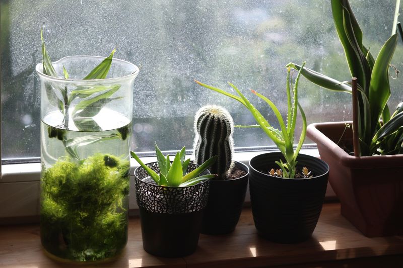 Plantas de interior, ¿qué deberías saber de ellas?