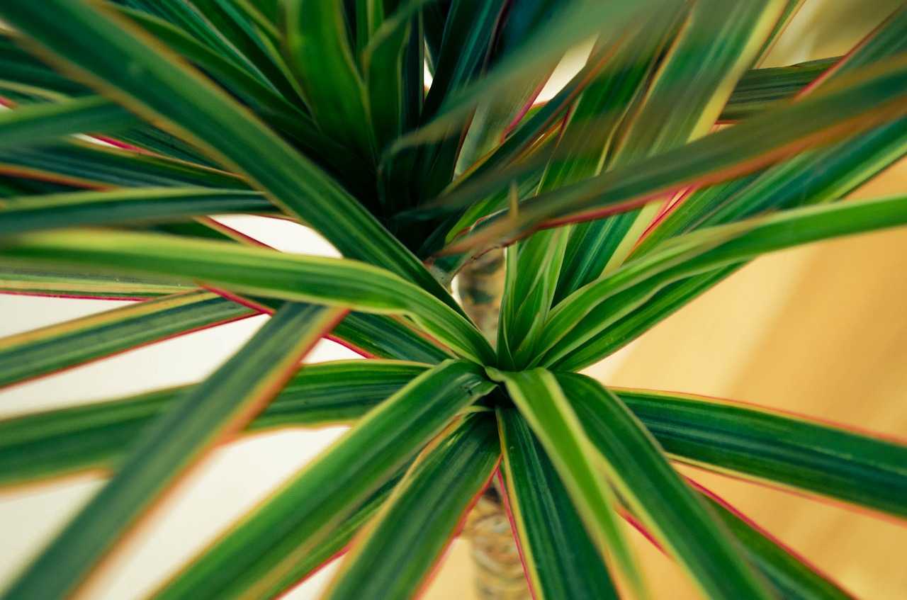 Plantas en maceta Dracaena