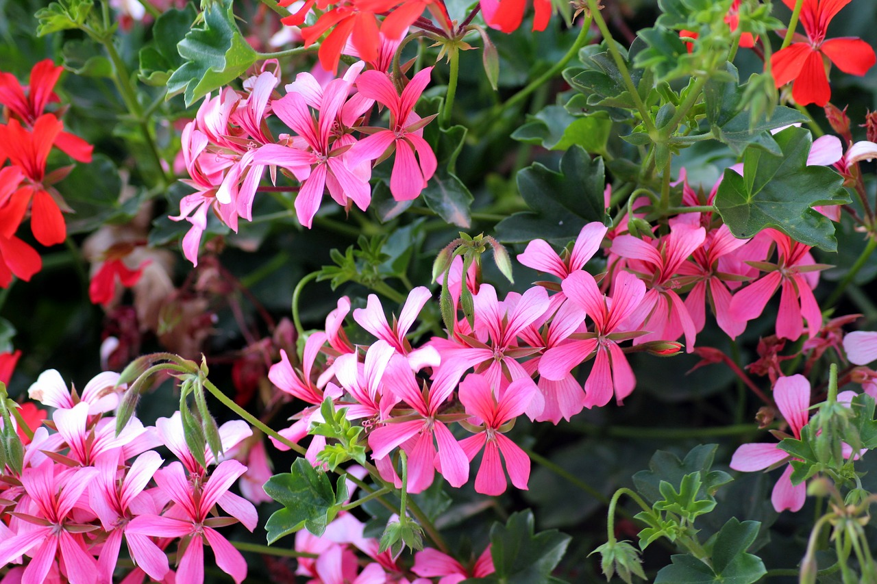 Zimmerpflanzen Geranium