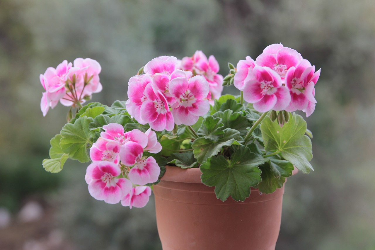 Plantas en maceta Geranium