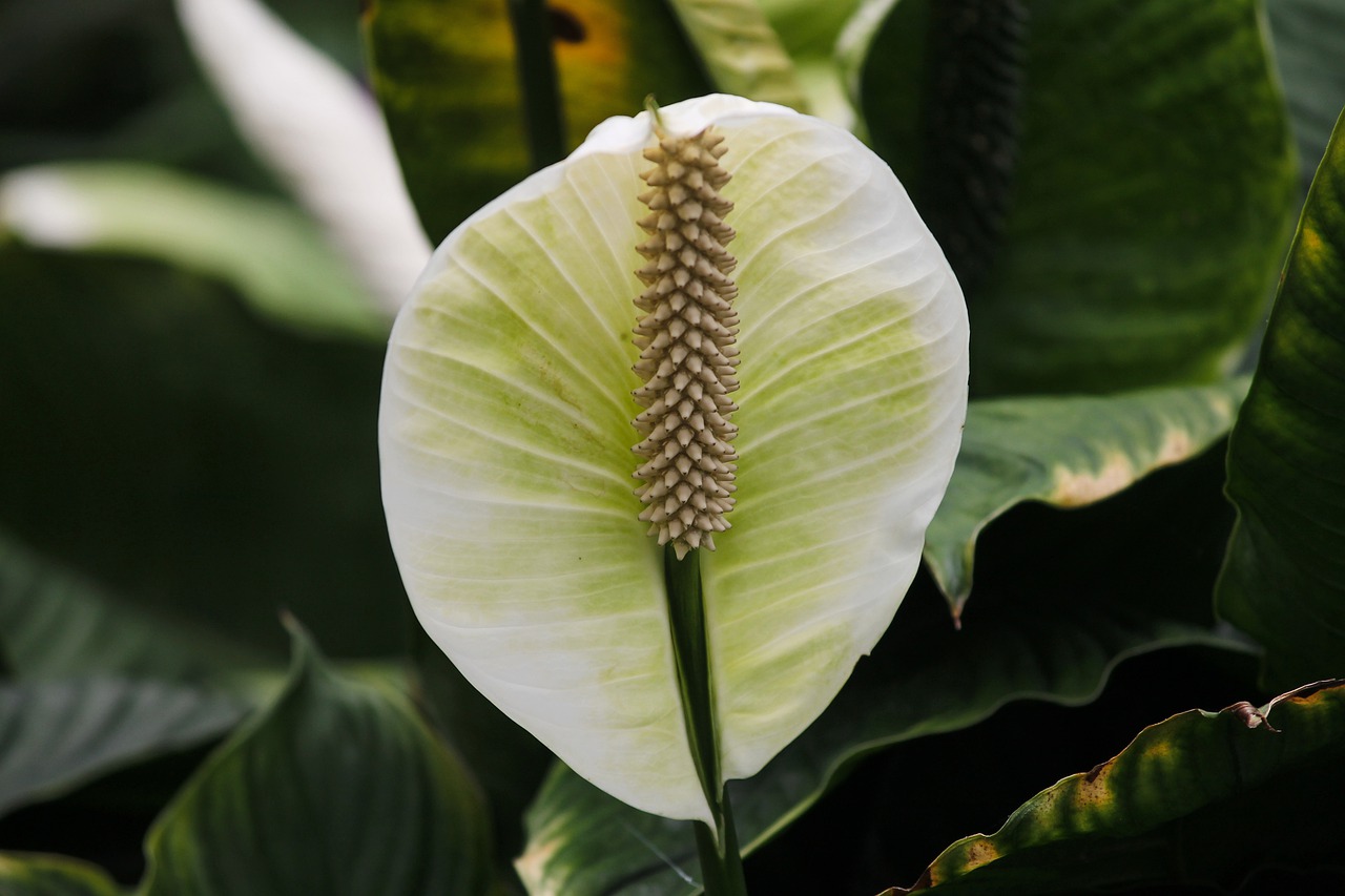 Lirio de la paz - plantas de interior