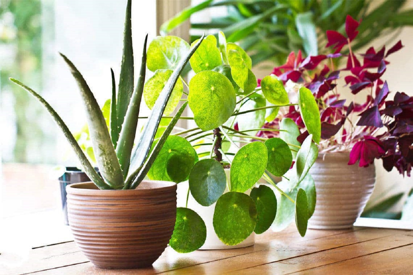 Plantas para el Alféizar de la Ventana - Descubra 4 Grandes Plantas para el Alféizar de la Ventana