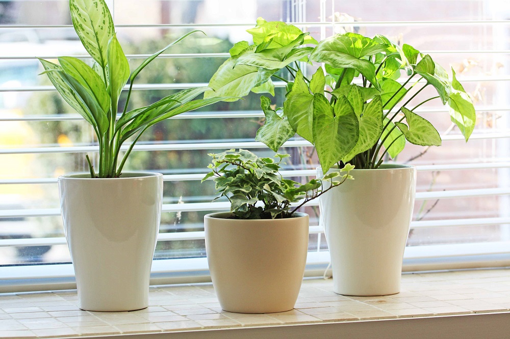 Plantas en el alféizar de la ventana - ventana sur