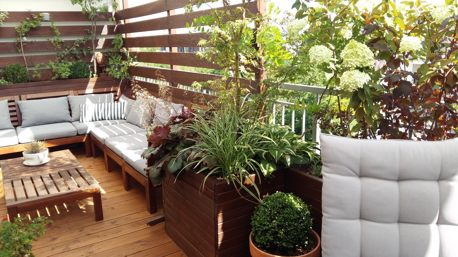 Piante rampicanti da balcone che amano l'ombra verde