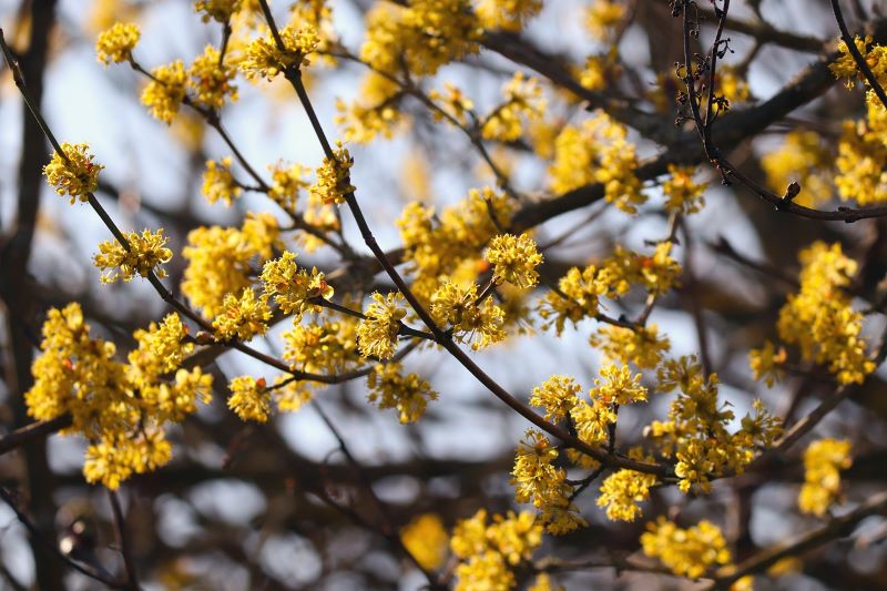 ¿Cómo plantar un árbol de cornejo de cornalina?