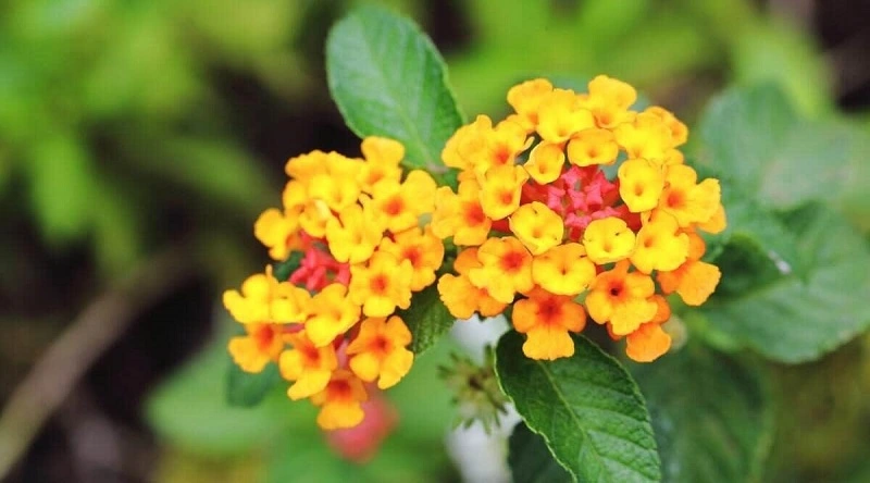 Lantana - de quel type de plante s'agit-il et d'où vient-il ?