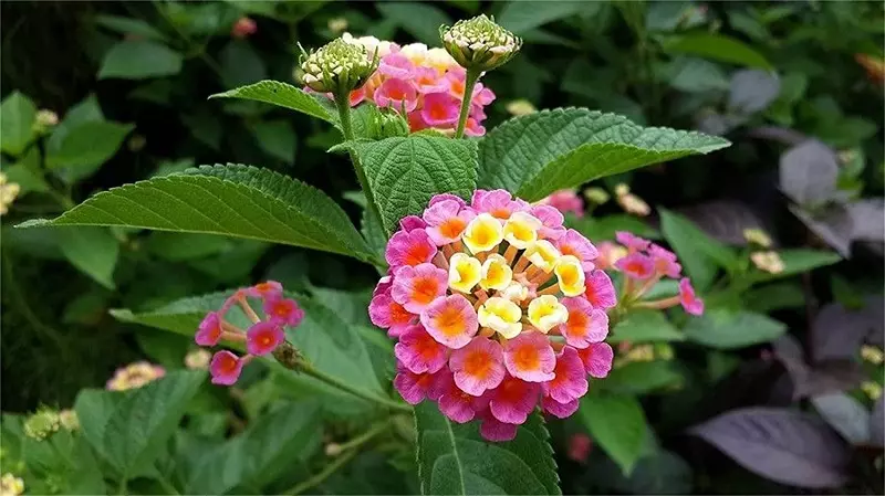 Lantana - variedades populares