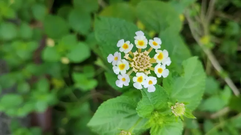 La lantana ha bisogno di essere annaffiata?