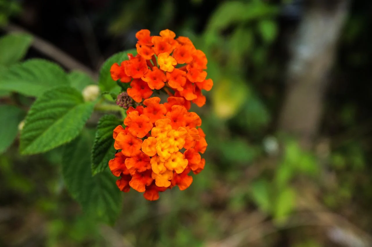 ¿Cómo se propagan las lantanas?