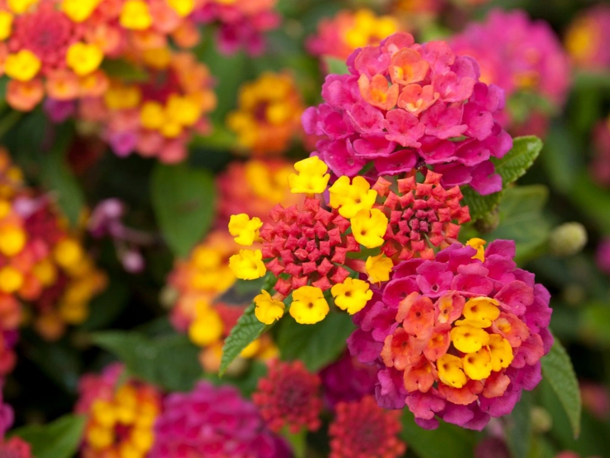 Lantana - Descripción de la Planta, Colores, Variedades, Problemas, Guía de Cuidados