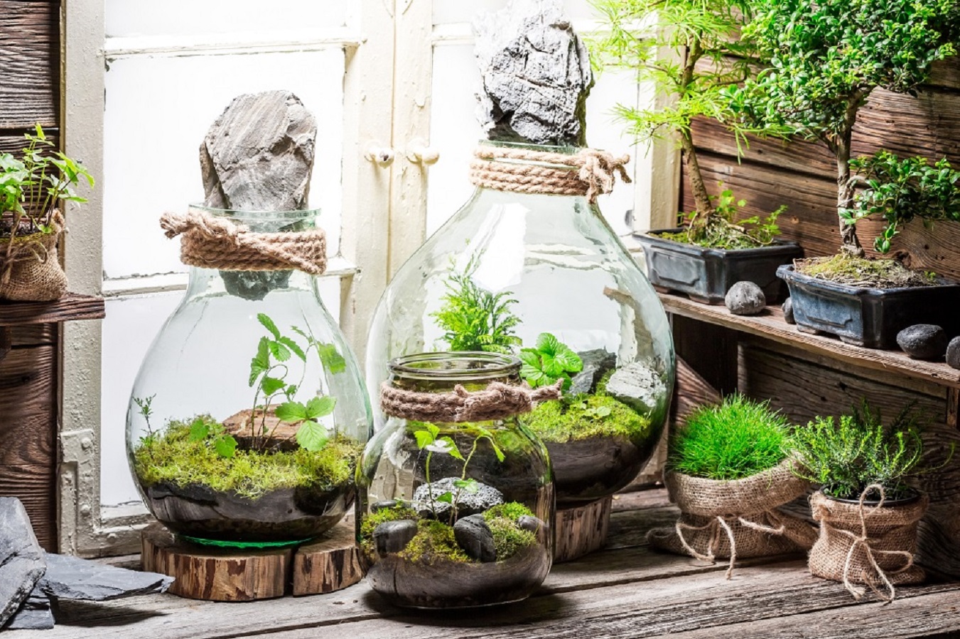 Wie macht man ein Terrarium? Machen Sie ein schönes Terrarium!