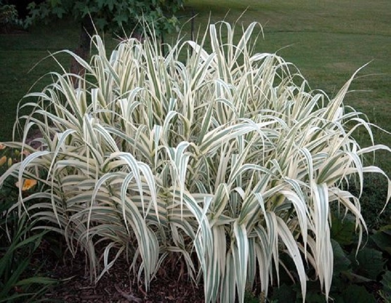 Hierba elefante (Arundo donax)