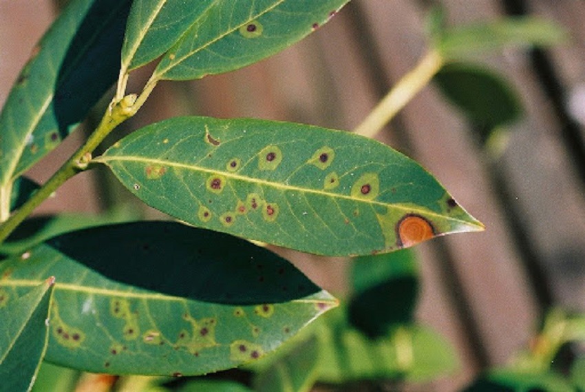 Enfermedades del laurel cerezo