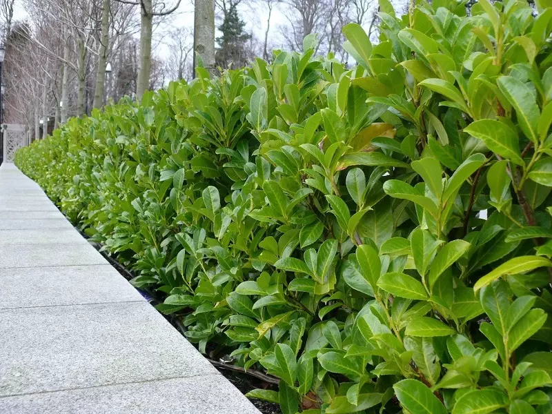 Laurel cerezo (Prunus laurocerasus)