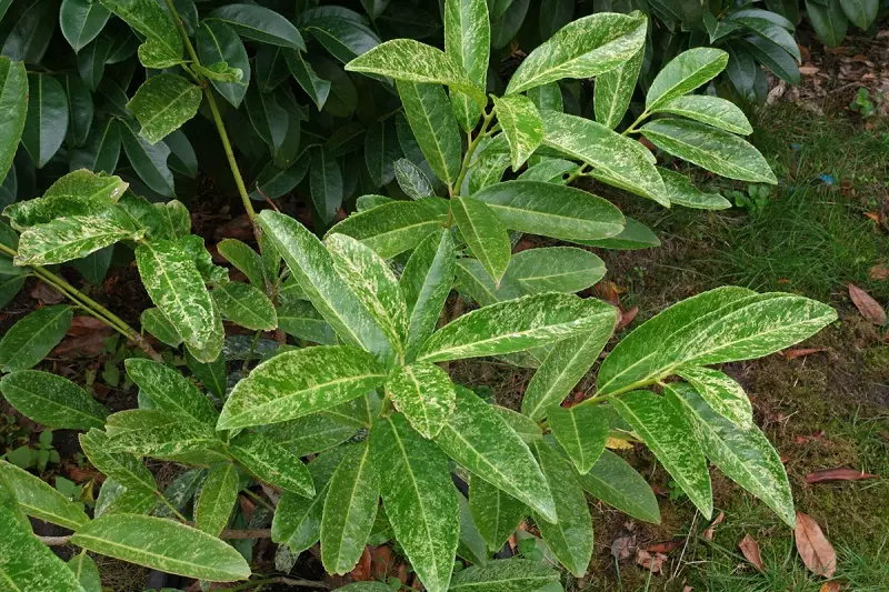 Laurel cerezo 'Marbled White'