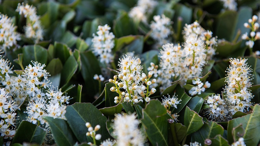 Laurel cerezo 'Rotundifolia'