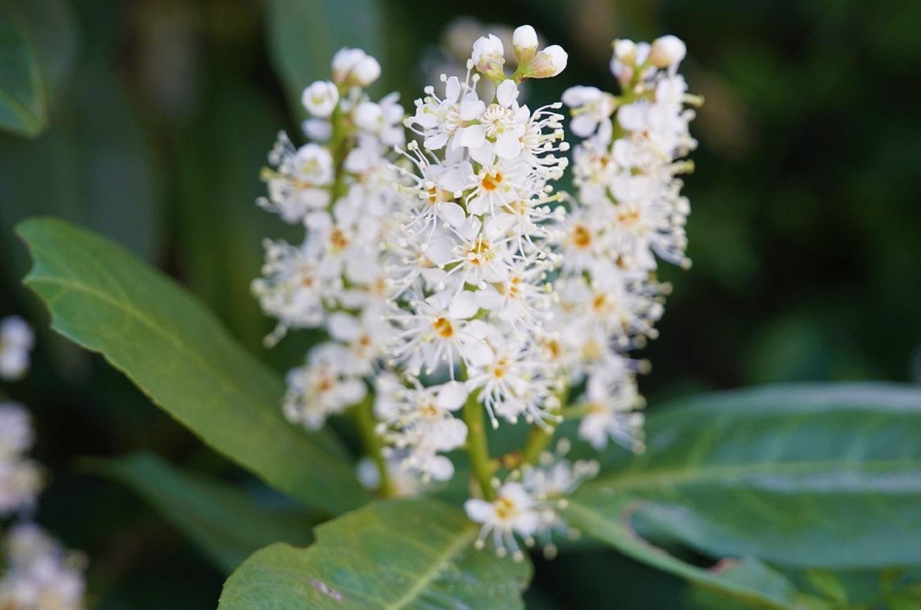 Alloro Ciliegio - Imparare a Prendersi Cura dell'Alloro Inglese