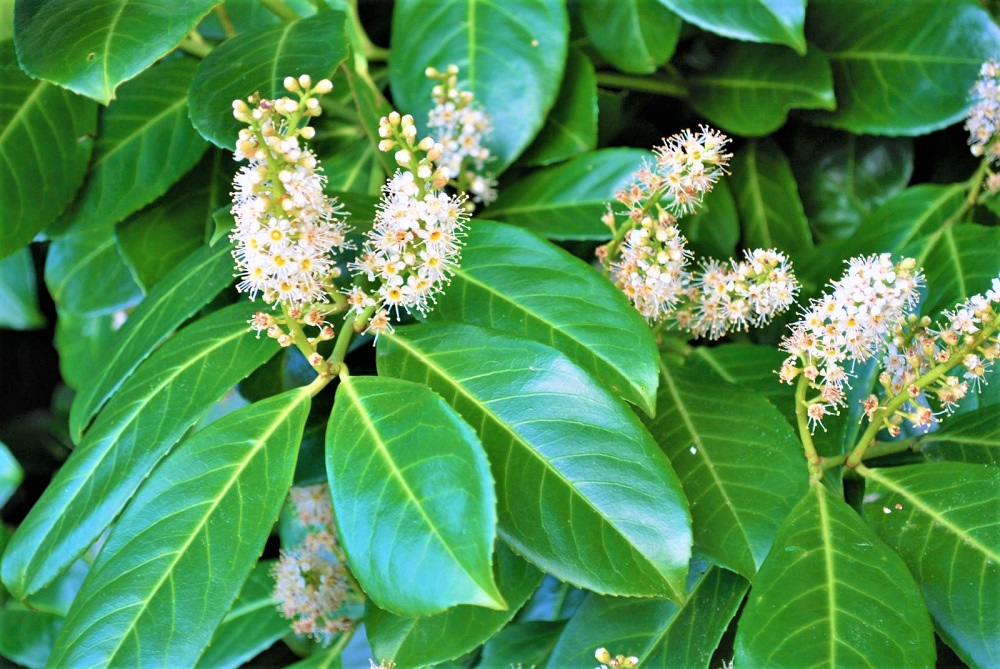 Wie verwendet man Kirschlorbeer im Garten?