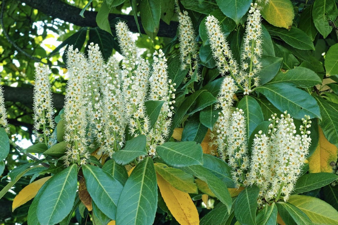 ¿Dónde plantar el laurel cerezo?