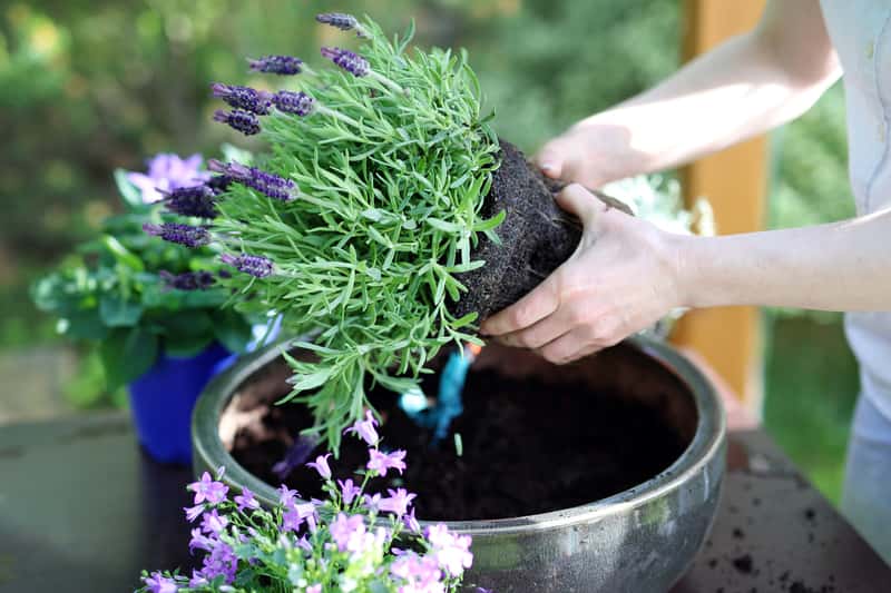 Lavanda - plantas de balcón