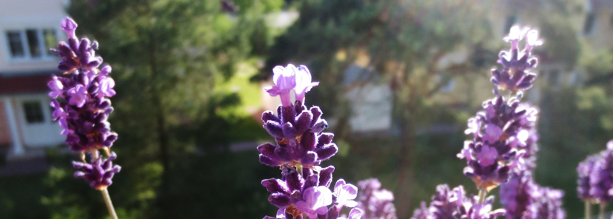 Lavanda en el balcón