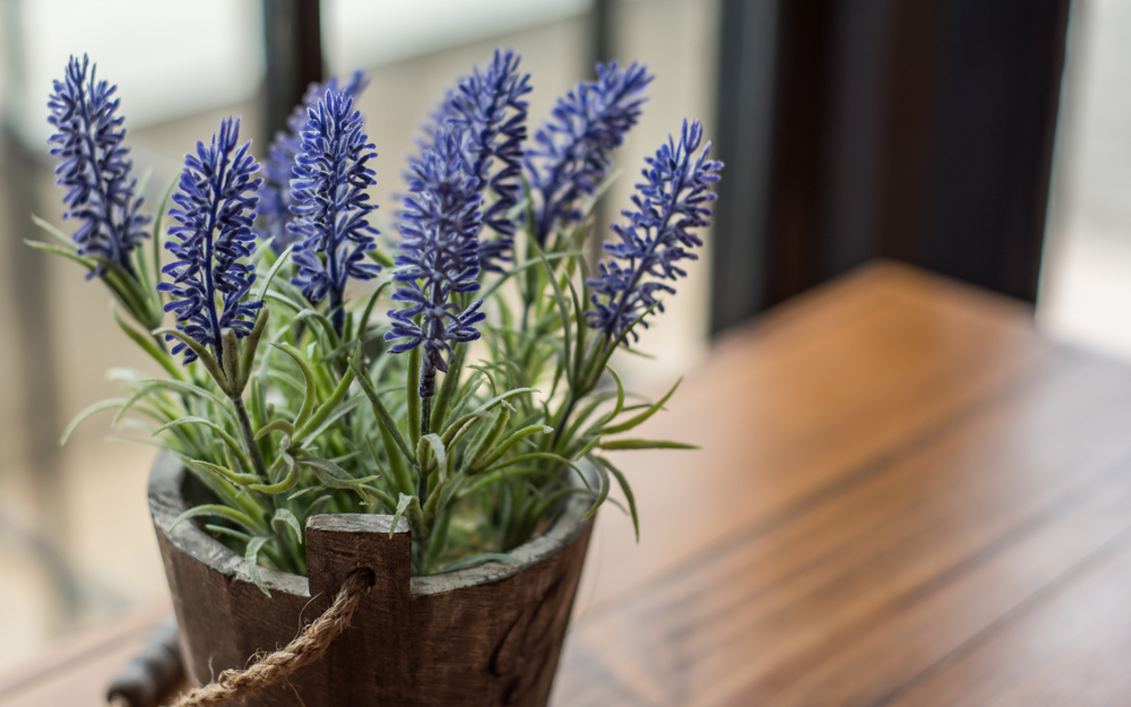 Guía de cuidado de la planta de lavanda