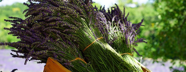 ¿Cómo se planta una lavanda en una maceta?