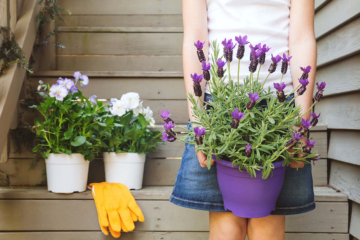 Lavanda en maceta. ¿Cómo se cuida una planta de lavanda?